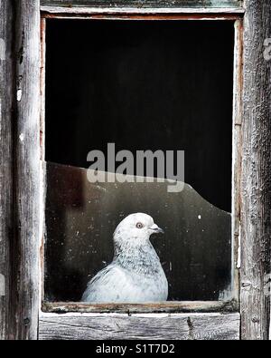 Pigeon regardant à travers une fenêtre verre cassé Banque D'Images