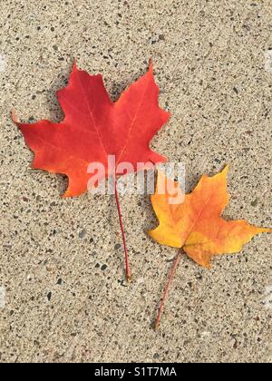 Feuilles d'automne sur le terrain Banque D'Images