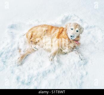 Chien Golden Retriever couvert de neige pendant qu'il s'allonge dedans après avoir roulé dedans Banque D'Images