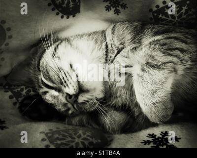 Chaton endormi sur le thème de l'hiver blanket Banque D'Images