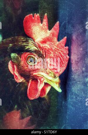 Création d'un portrait en couleurs (poulet poule Rhode Island Red) Banque D'Images