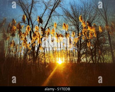 Lever tôt le matin peeking sur la création d'horizon l'éclairage rétroéclairé chaud sur de hautes herbes reed dans l'Ontario, canada Banque D'Images