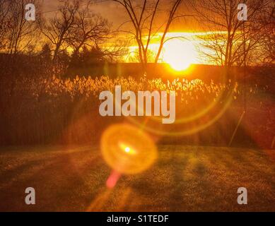 Soleil du matin jetant un coup d'œil sur l'horizon au lever du soleil avec de grandes fleurs de roseaux et de grandes éruptions de soleil Banque D'Images