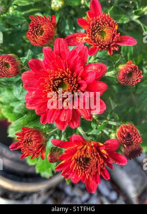 Chrysanthème rouge vif dans un jardin en fleurs fleurs pot à l'extérieur Banque D'Images