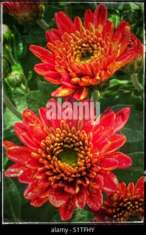Fleurs de chrysanthème rouge fleurissant dans la lumière chaude du soleil Banque D'Images