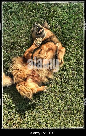 Chien heureux roulant dans l'herbe Banque D'Images