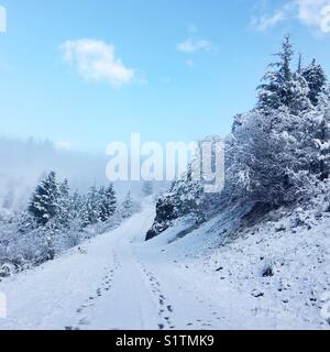 Sentier avec des empreintes de pas dans la neige menant à une colline avec des arbres couverts de neige des deux côtés. Recadrage carré. Banque D'Images