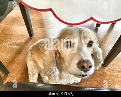 Cocker Anglais assis sous une table en attente de certains morceaux de l'alimentation. Banque D'Images