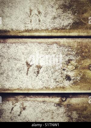 Traces d'oiseaux dans la neige légère sur des planches de bois Banque D'Images