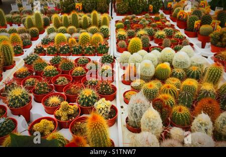 Nombreux petits cactus (cactus) dans les bacs. Banque D'Images