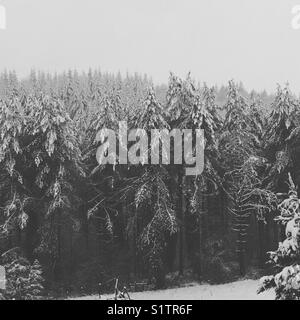 Les grands sapins couverts de neige après une grosse tempête de neige dans la forêt de Dean. Banque D'Images