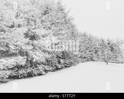 Mur de grands conifères couverts de neige pendant une chute de neige fraîche dans le sud de l'Ontario, Canada en décembre Banque D'Images