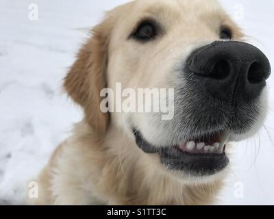 Chiot golden retriever dans la neige Banque D'Images