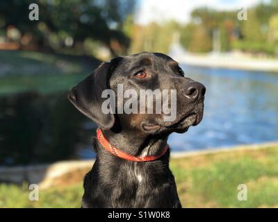 Labrador noir Mix Banque D'Images