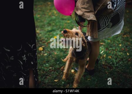 Party Animals ! Un Airedale Terrier fait le tour à une fête de mariage recevoir beaucoup d'attention et tout en beauté avec un ballon rose vif et un grand sourire heureux. Banque D'Images