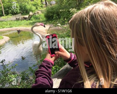 Jeune fille avec de longs cheveux blonds rose utilise un téléphone cellulaire pour prendre des photos de la flamingo qui ressemble à se poser Banque D'Images