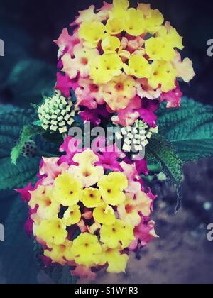 Rose jaune fleurs Lantana camara Banque D'Images