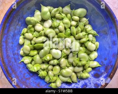 Bol en céramique bleu avec frais, Azimut, fèves vertes, également connu sous le nom de fèves, féveroles, Bell, tic bean bean. Banque D'Images