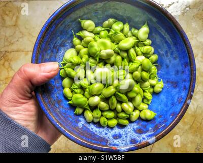 Main tenant Bol en céramique bleu avec frais, Azimut, fèves vertes, également connu sous le nom de fèves, féveroles, Bell, tic bean bean. Banque D'Images