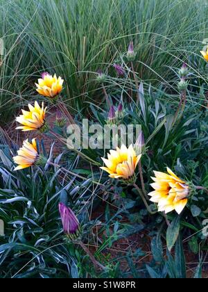Jaune et violet fleurs ouvert et fermé Banque D'Images