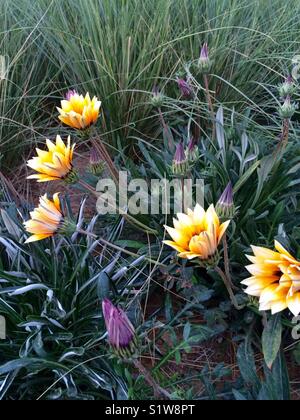 Ouvert et fermé des fleurs jaune et violet Banque D'Images