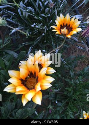 Fleurs jaune brun Banque D'Images