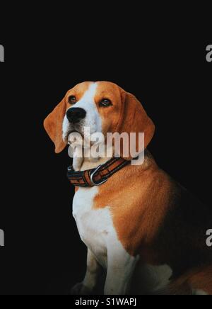 Portrait de Beagle Banque D'Images