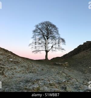 Lonely tree à Sycamore Gap Northumberland Banque D'Images