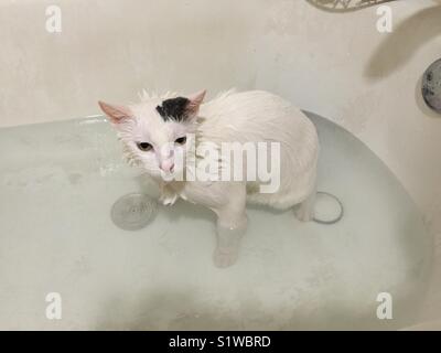 Chat dans une baignoire. Banque D'Images