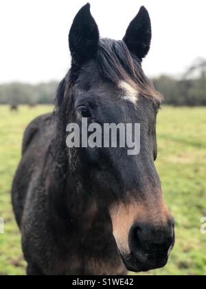 Portrait de cheval Banque D'Images