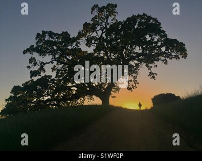 En vertu de l'randonneur au coucher du soleil dans l'arbre Henry Coe State Park, Californie, USA. Banque D'Images