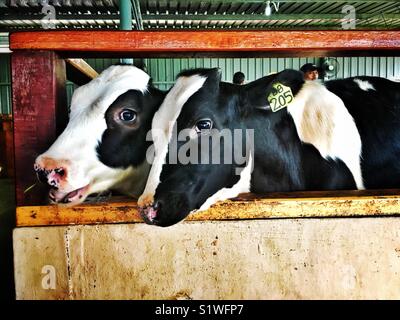 Vaches dans une ferme laitière Banque D'Images