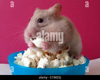 Hamster pour animaux de compagnie Banque D'Images