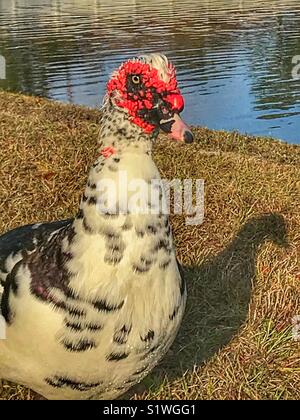 Canard de barbarie, Cairina moschata, homme Banque D'Images