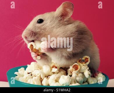 Hamster eating popcorn Banque D'Images