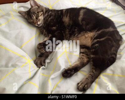 Cat laying on bed. Banque D'Images