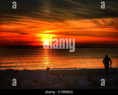 Coucher de soleil sur le son de requins grisettes sont Banque D'Images