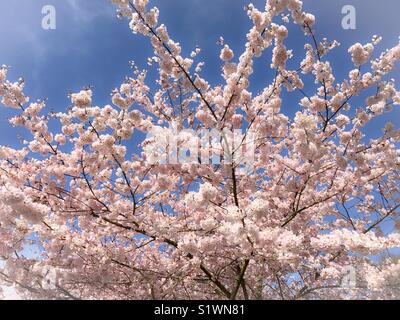 Sakura Banque D'Images