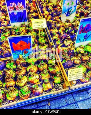 Affichage des bulbes Amaryllis pour la vente au marché aux fleurs d'Amsterdam, de Singel, Amsterdam, Hollande. Le marché a commencé en 1862 et est le seul marché aux fleurs flottant dans le monde Banque D'Images