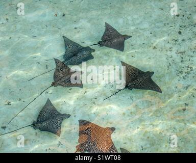 Spotted Eagle rays dans le lagon Bora Bora, Polynésie Française Banque D'Images
