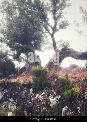 Arbre généalogique Stinkwood, Ocotea foetens dans la vieille forêt laurifère ou forêt Laurisilva, UNESCO World Heritage Site, Madère, Portugal. Banque D'Images