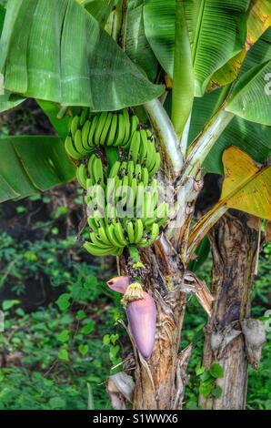 Encore des bananes sur l'arbre sur l'île de Bora-Bora en Polynésie française dans le Pacifique Sud Banque D'Images