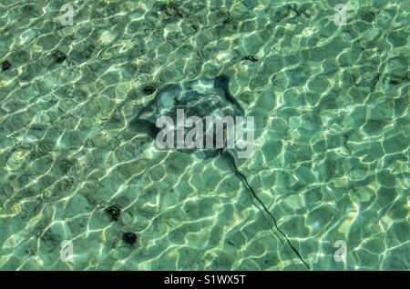 Stingray dans les eaux peu profondes de la lagune à Bora-Bora, Polynésie Française, Pacifique Sud Banque D'Images