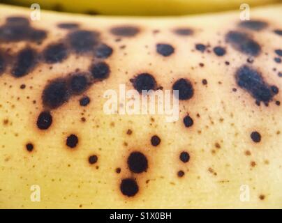 Des taches sombres sur une banane trop mûrs. Banque D'Images