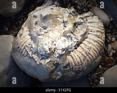 Grande Ammonite combustibles intégré dans Rock Banque D'Images