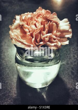 Oeillet rose unique en petit verre vase avec de l'eau Banque D'Images