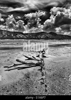 Driftwood résisté arbre sur la plage, les nuages au-dessus des dunes Banque D'Images