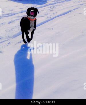 Chien joyeux ébats dans la neige Janvier Banque D'Images