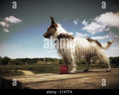 Petit chien terrier d'alerte Banque D'Images