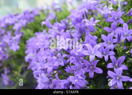 Campanula fleurs de jardin au printemps Banque D'Images